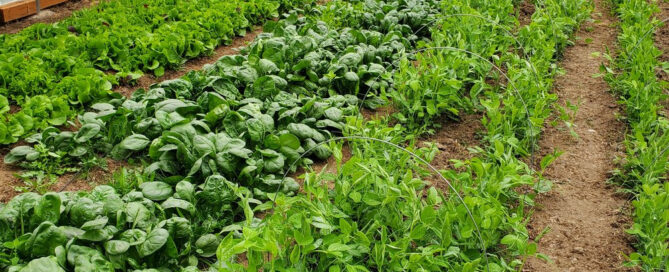 Starting Your Own Vegetable Garden: A Beginner’s Guide