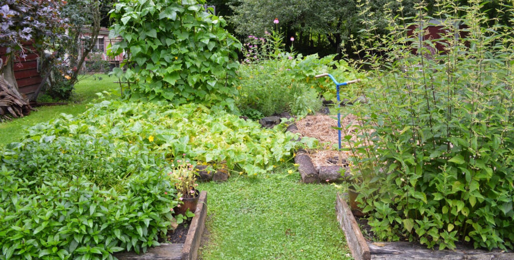 Starting Your Own Vegetable Garden: A Beginner’s Guide