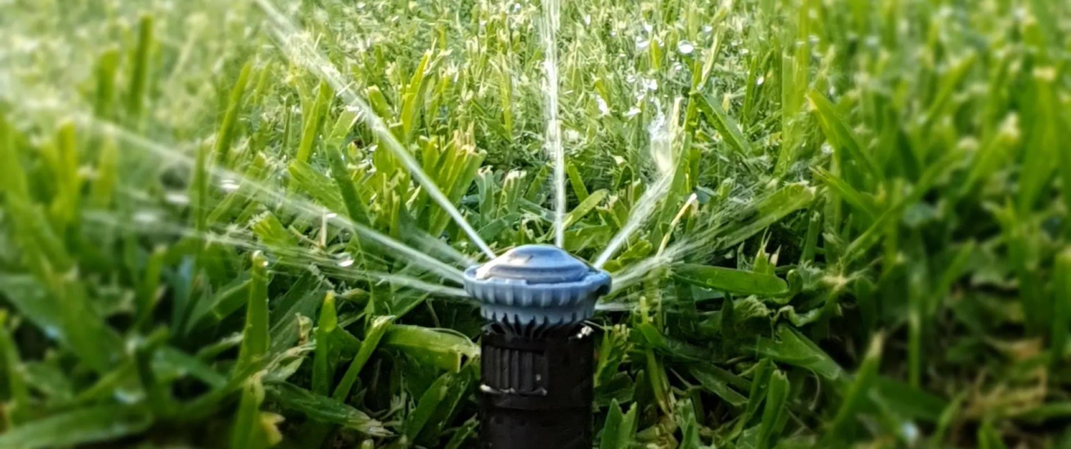 Effective Watering Practices