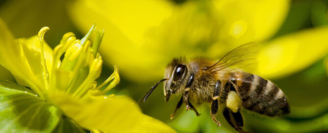 How to Build a Butterfly and Bee-Friendly Garden