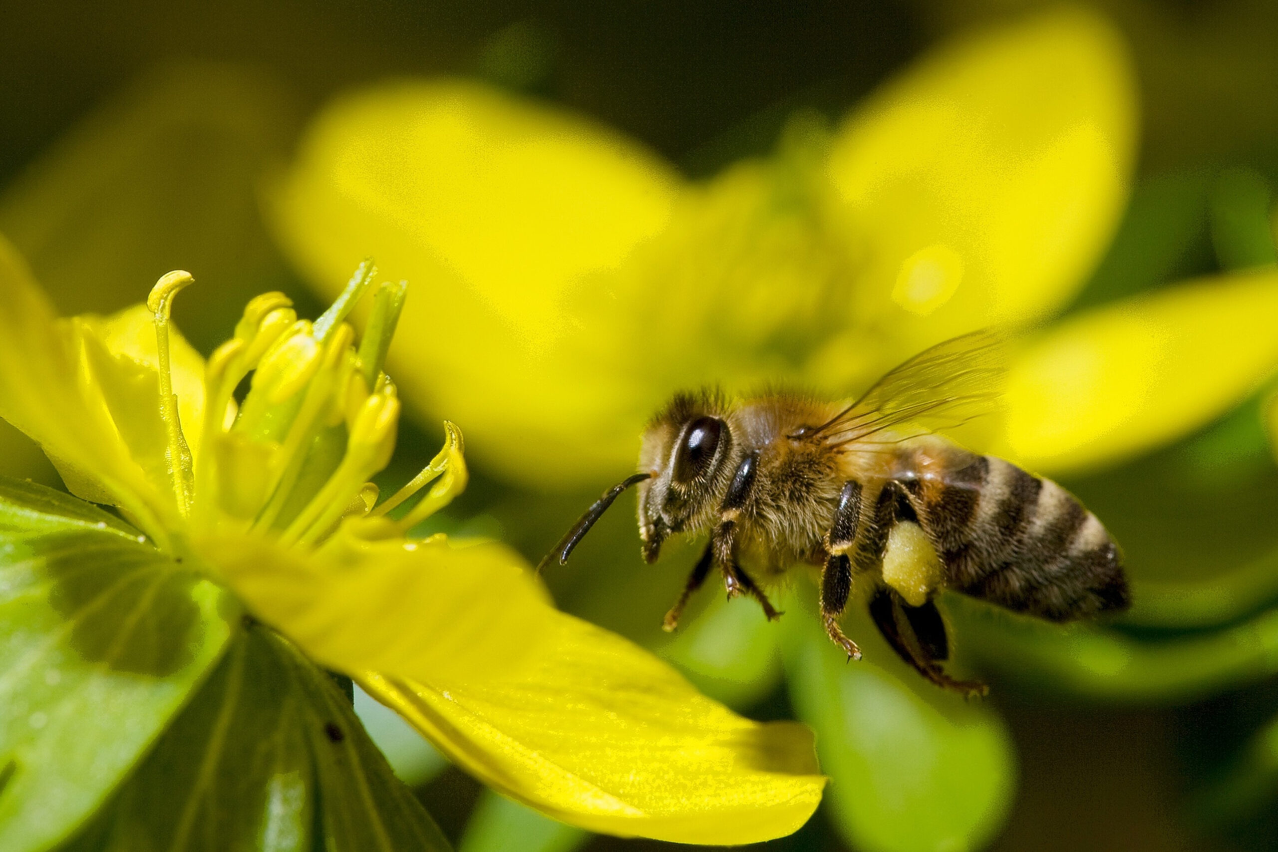 How to Build a Butterfly and Bee-Friendly Garden