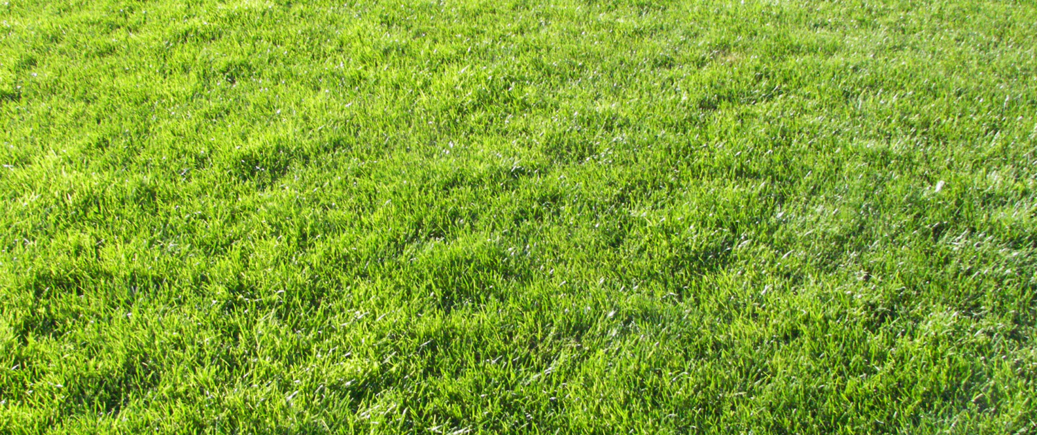 How to Improve Your Lawn for Under $100