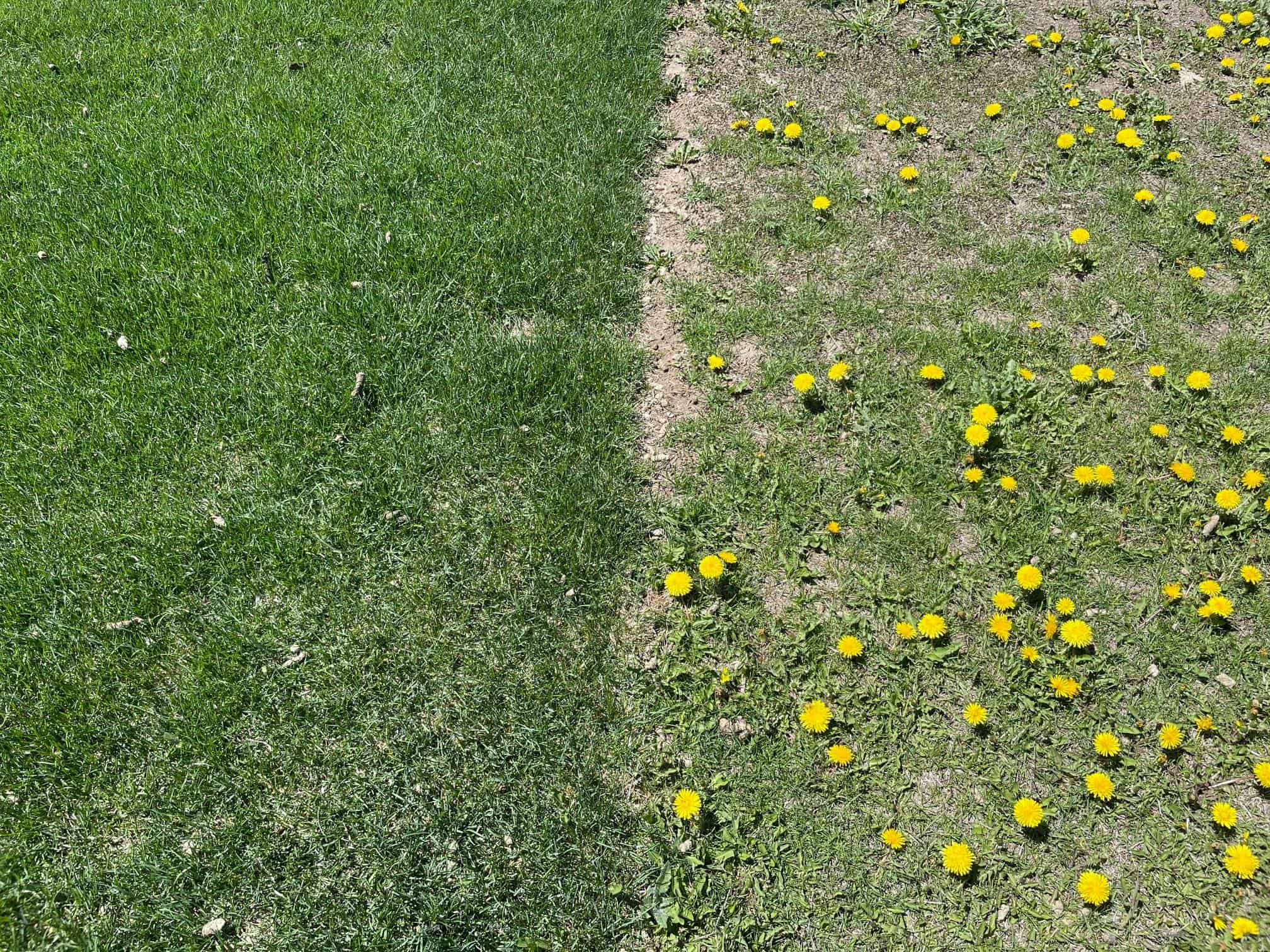 Common Lawn Issues and How to Resolve Them