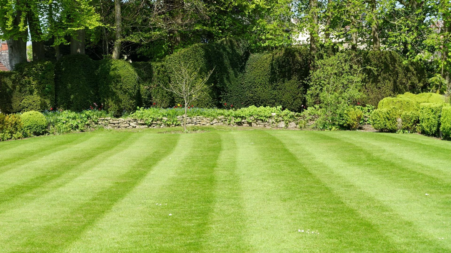 Year-Round Lawn Care: A Seasonal Guide for Your Region