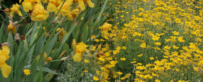 The Ultimate Organic Gardening Guide