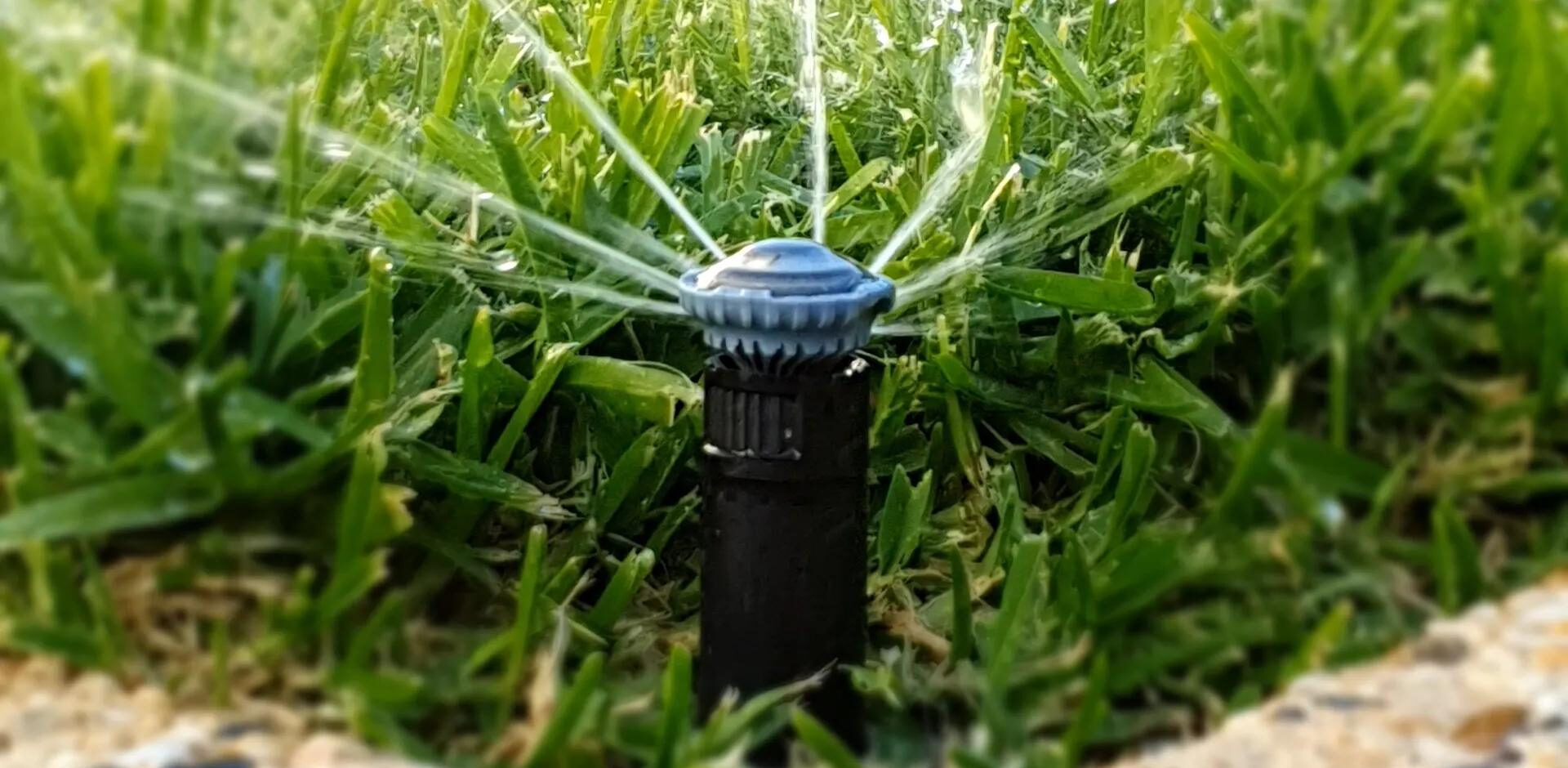 Watering Vital for Your Home's Lawn Health