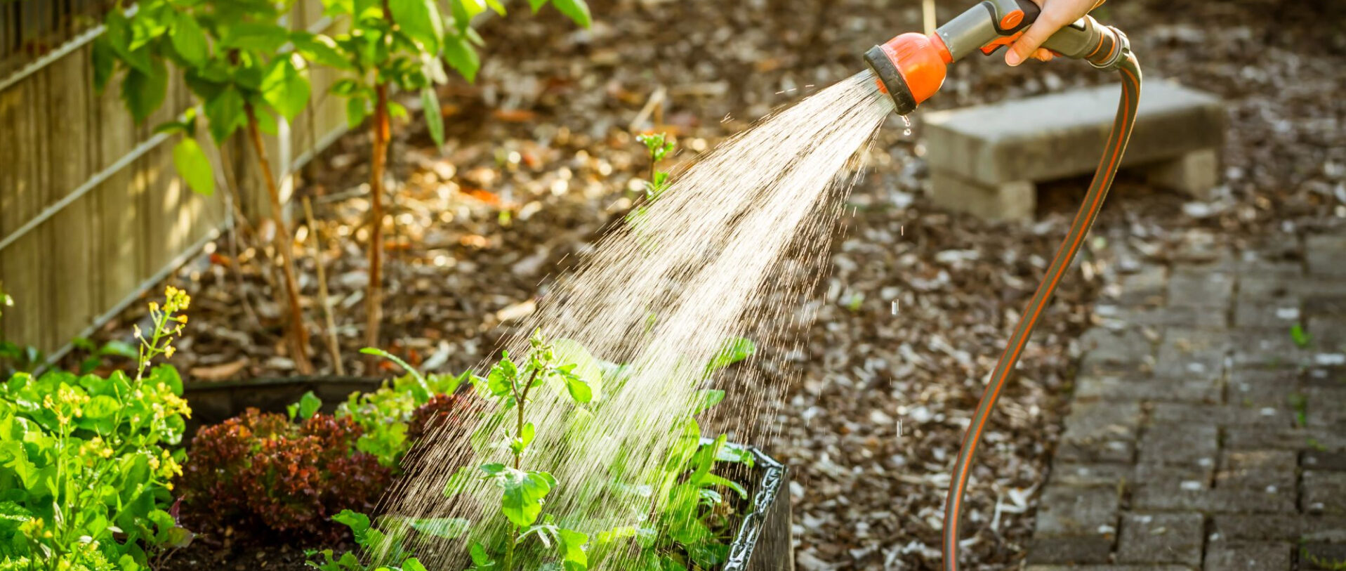 Watering Vital for Your Home's Lawn Health