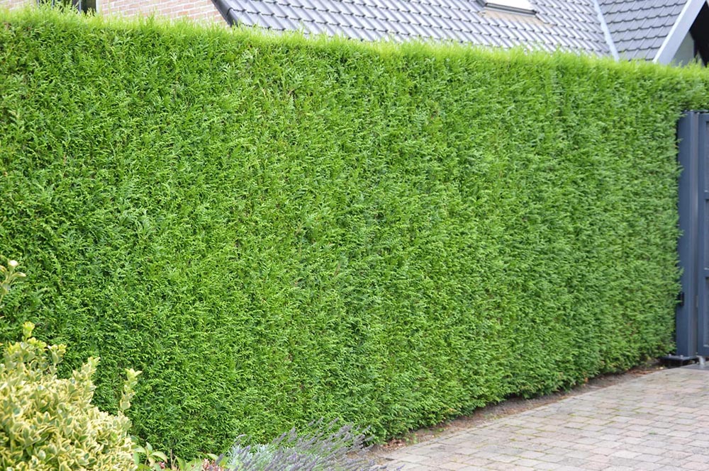 hedge-trimming6 hedge-trimming