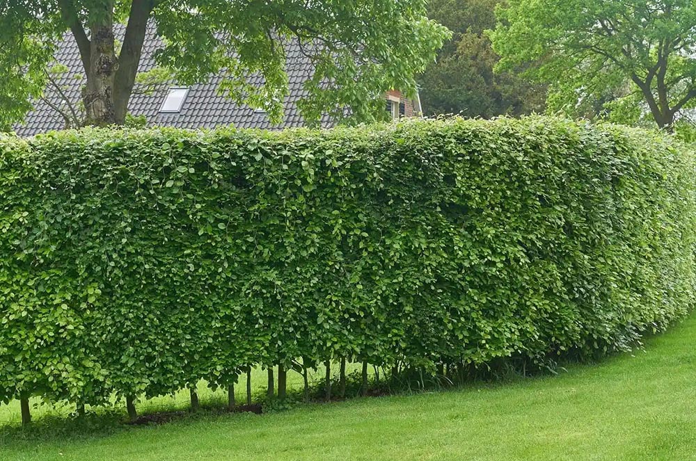 hedge-trimming7 hedge-trimming