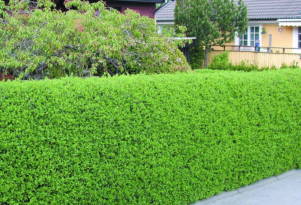 hedge-trimming8